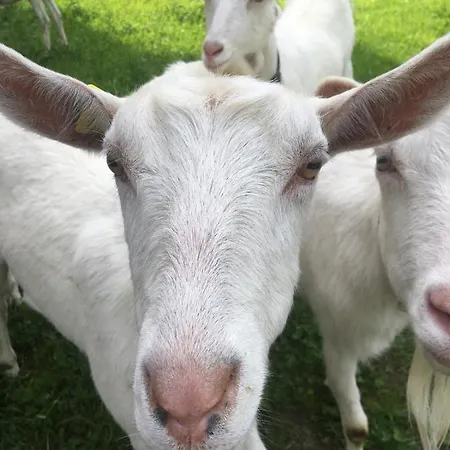 酒店 Riversong Centre Thermal 2*