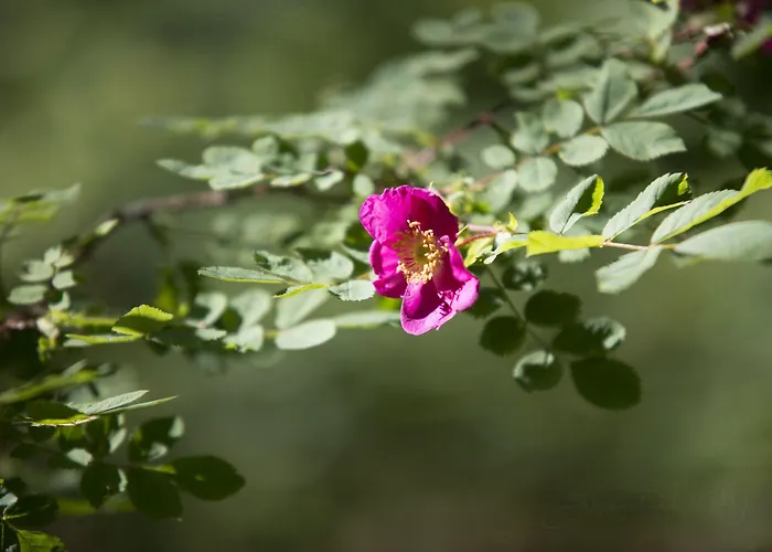 Hotel Riversong Centre Thermal