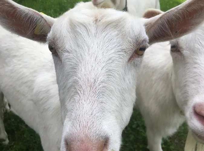 Hotel Riversong Centre Thermal 2*